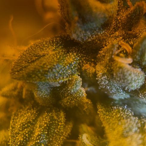 Fullgas! growlog timeline photo