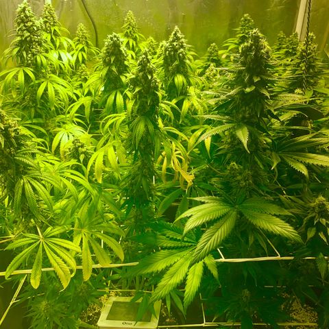 Fullgas! growlog timeline photo