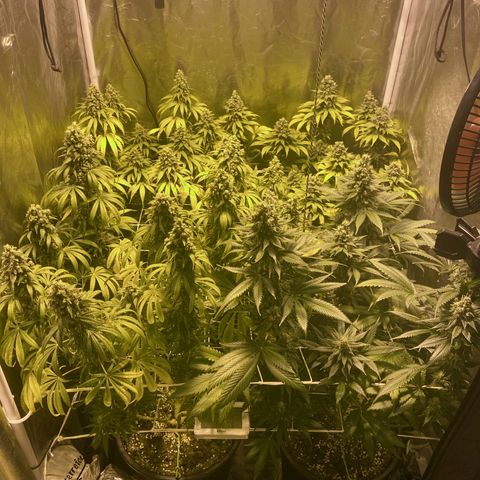 Fullgas! growlog timeline photo