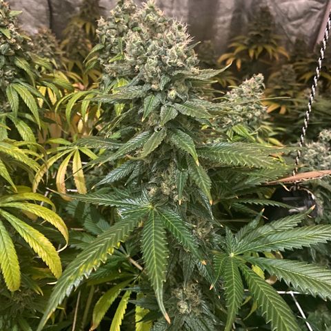 Fullgas! growlog timeline photo