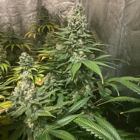 Fullgas! growlog timeline photo