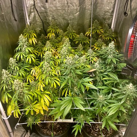 Fullgas! growlog timeline photo