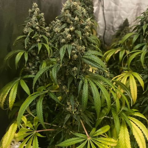 Fullgas! growlog timeline photo