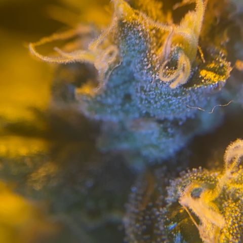 Fullgas! growlog timeline photo