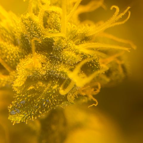 Fullgas! growlog timeline photo