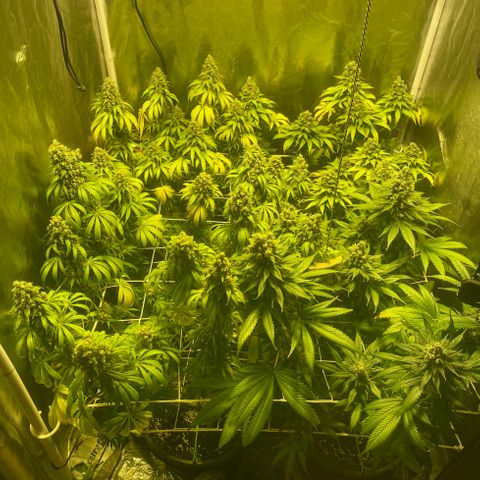 Fullgas! growlog timeline photo