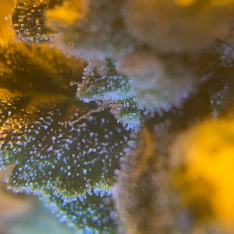 Fullgas! growlog timeline photo