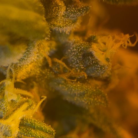 Fullgas! growlog timeline photo