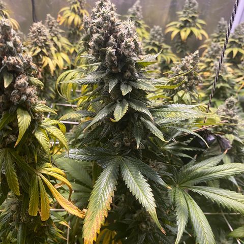 Fullgas! growlog timeline photo