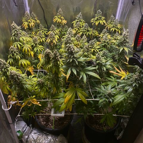 Fullgas! growlog timeline photo