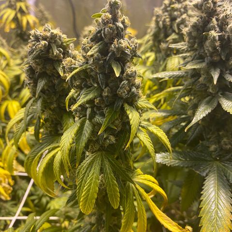 Fullgas! growlog timeline photo