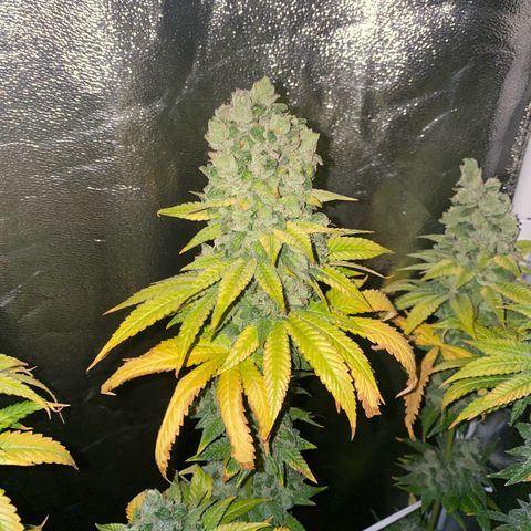 Fullgas! growlog timeline photo
