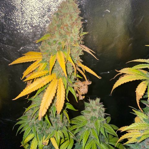 Fullgas! growlog timeline photo