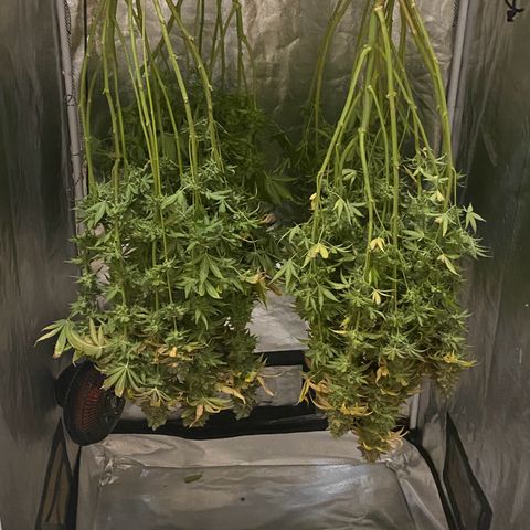 Fullgas! growlog timeline photo