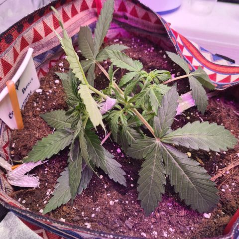 Crane Brave growlog timeline photo