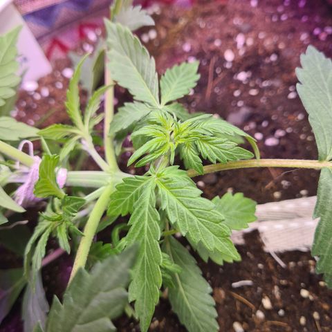 Crane Brave growlog timeline photo