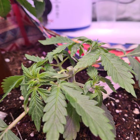 Crane Brave growlog photo: LST fuck up