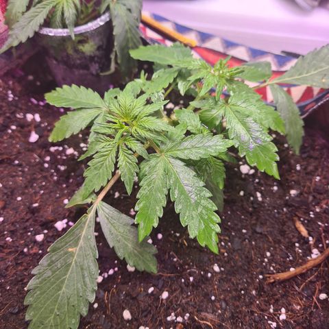 Crane Brave growlog timeline photo