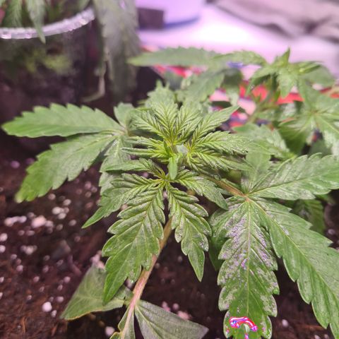 Crane Brave growlog timeline photo