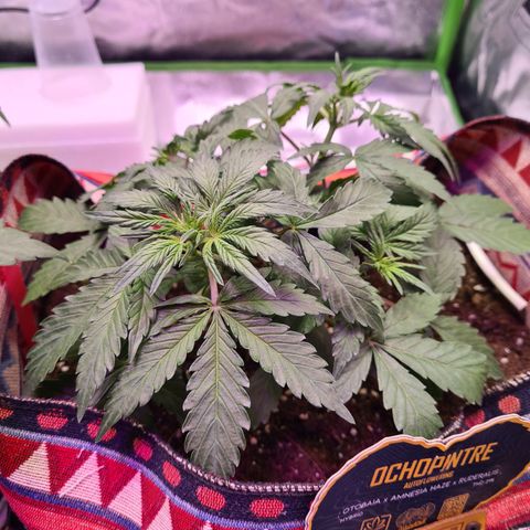 Crane Brave growlog timeline photo