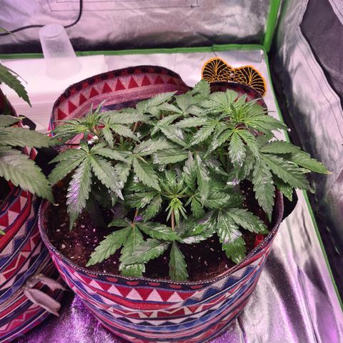 Crane Brave growlog timeline photo