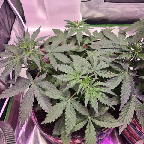 Crane Brave growlog timeline photo
