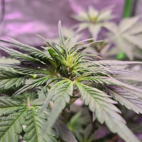 Crane Brave growlog timeline photo