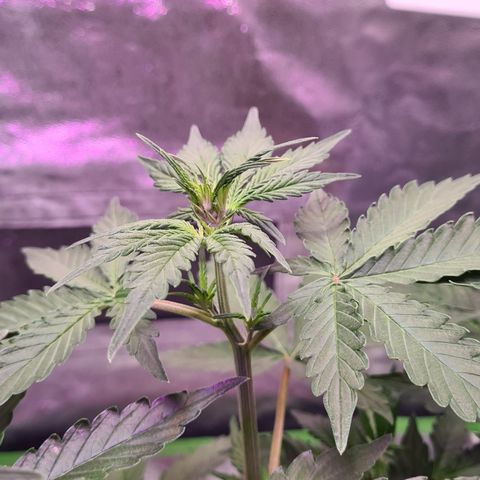 Crane Brave growlog timeline photo