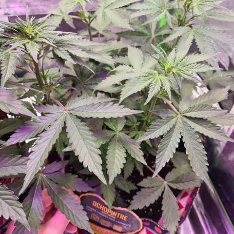Crane Brave growlog timeline photo