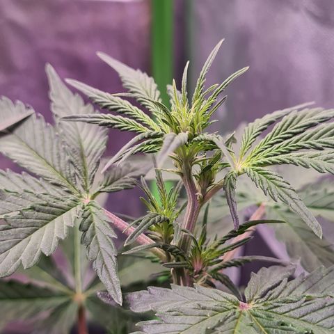 Crane Brave growlog timeline photo