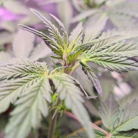 Crane Brave growlog timeline photo