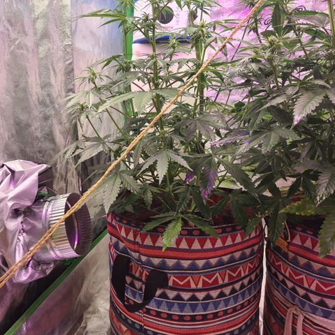 Crane Brave growlog timeline photo
