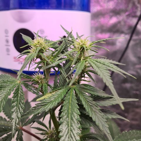 Crane Brave growlog timeline photo