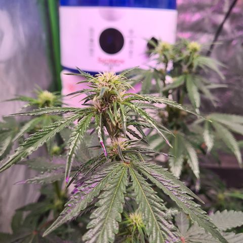 Crane Brave growlog timeline photo
