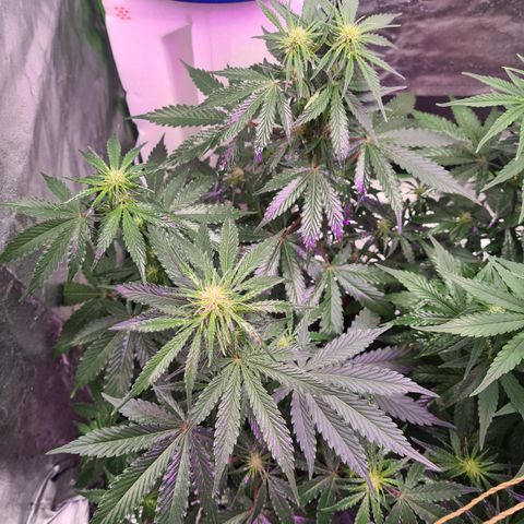 Crane Brave growlog timeline photo