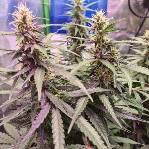 Crane Brave growlog timeline photo