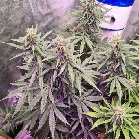 Crane Brave growlog timeline photo