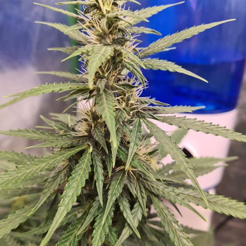 Crane Brave growlog timeline photo