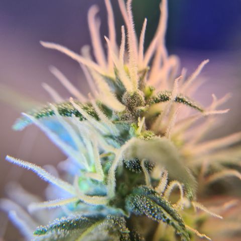 Crane Brave growlog timeline photo