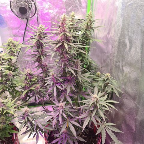 Crane Brave growlog timeline photo