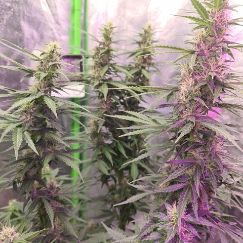 Crane Brave growlog timeline photo