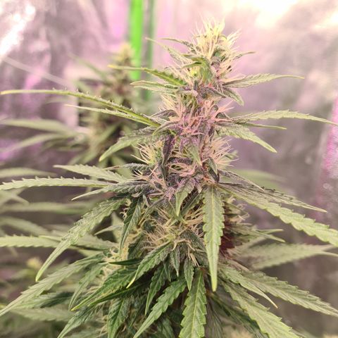 Crane Brave growlog timeline photo
