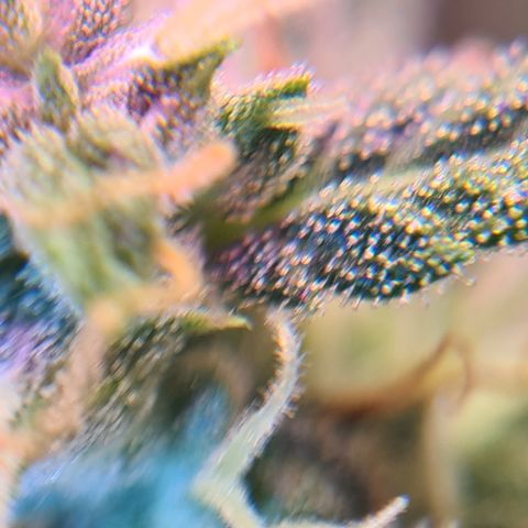 Crane Brave growlog timeline photo
