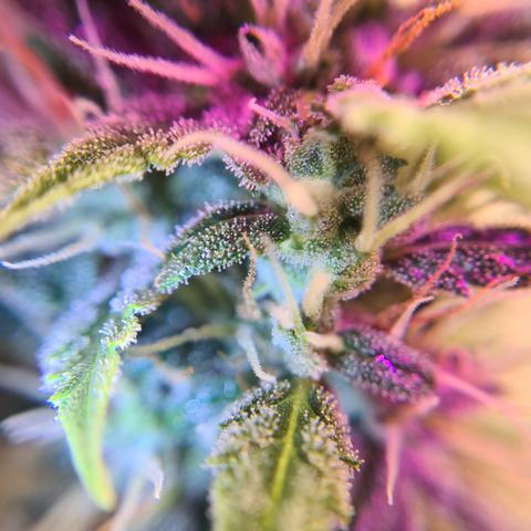 Crane Brave growlog timeline photo