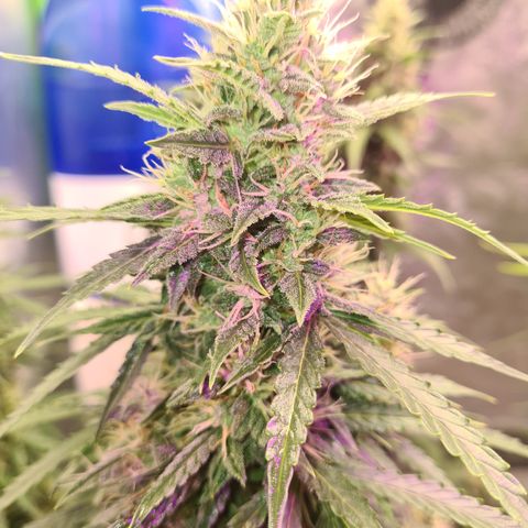 Crane Brave growlog timeline photo