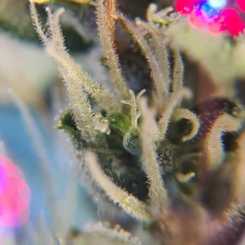 Crane Brave growlog timeline photo
