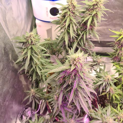 Crane Brave growlog timeline photo