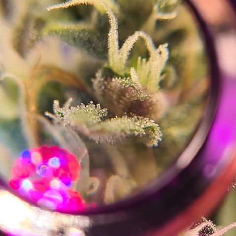 Crane Brave growlog timeline photo