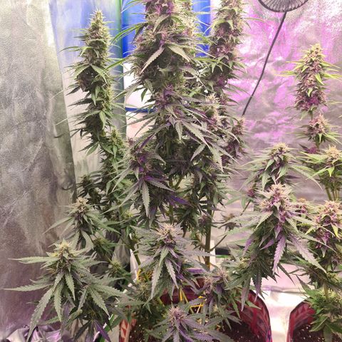 Crane Brave growlog timeline photo