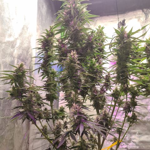 Crane Brave growlog timeline photo